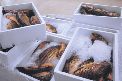 EPS fish boxes: the preferred global solution